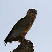 Bateleur des savanes