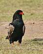 Bateleur des savanes