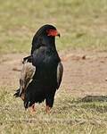 Bateleur des savanes