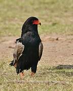 Bateleur