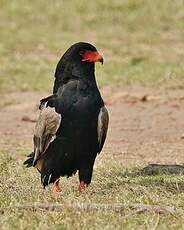 Bateleur des savanes