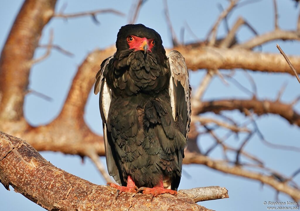 Bateleur des savanes