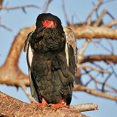 Bateleur des savanes