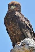 Bateleur des savanes