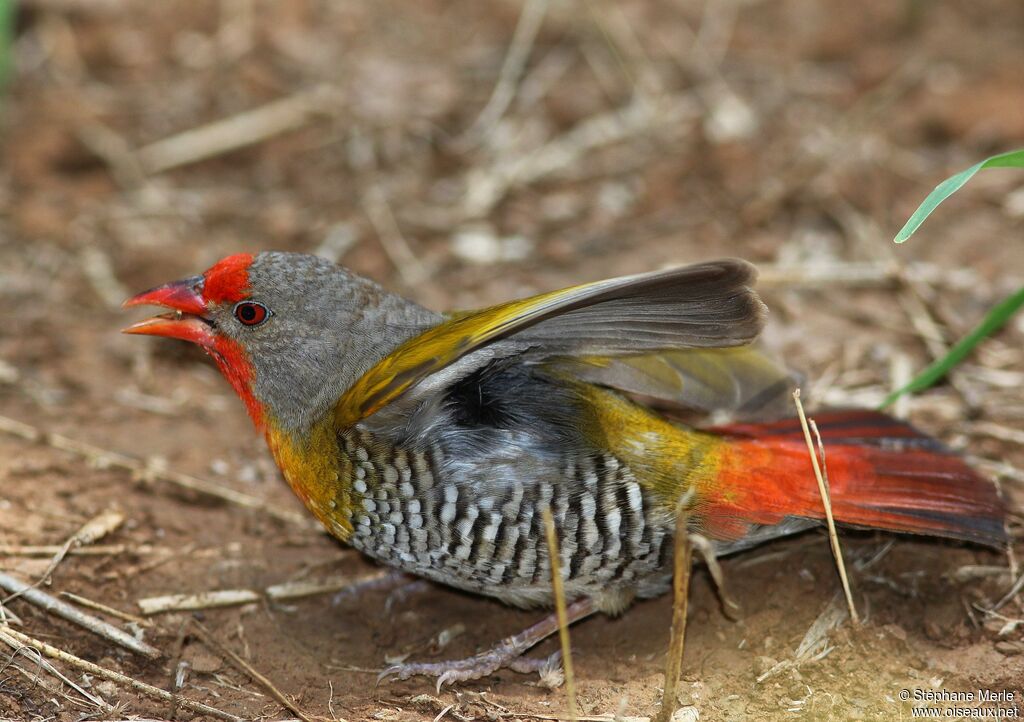 Green-winged Pytilia