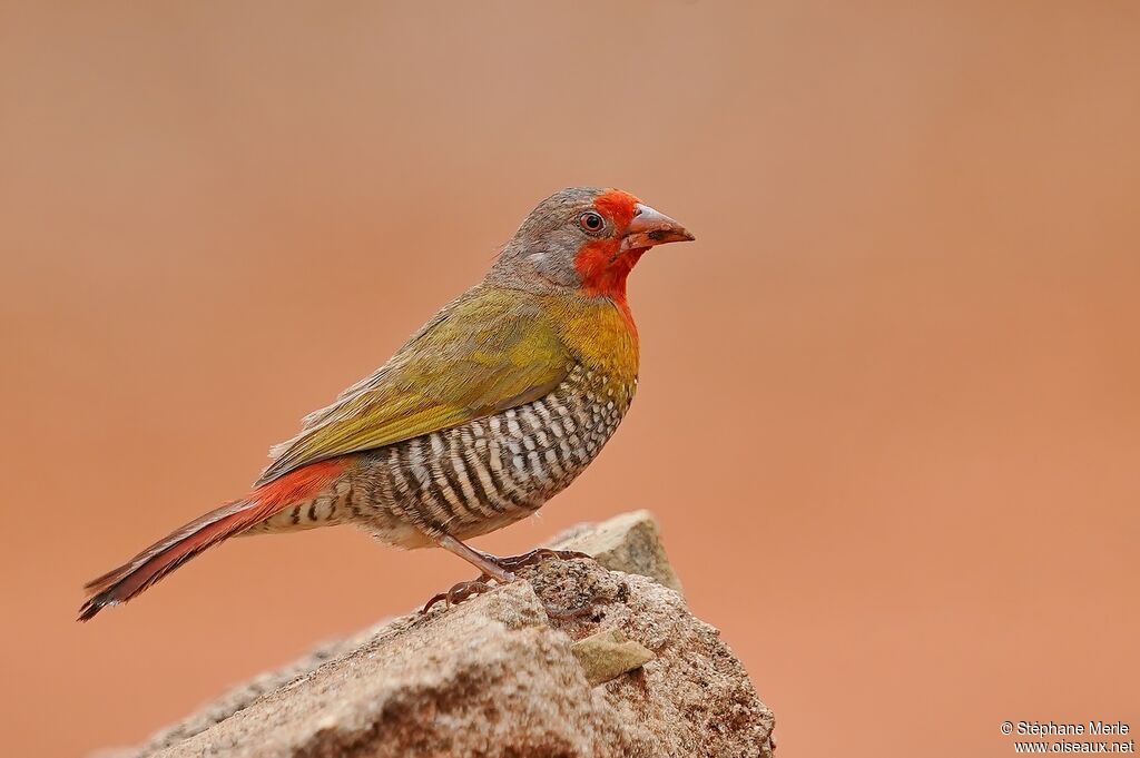 Green-winged Pytiliaadult