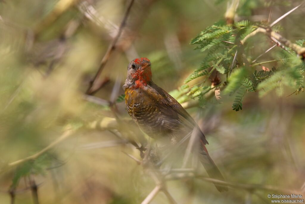 Green-winged Pytiliaimmature