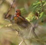 Green-winged Pytilia