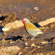 Green-winged Pytilia