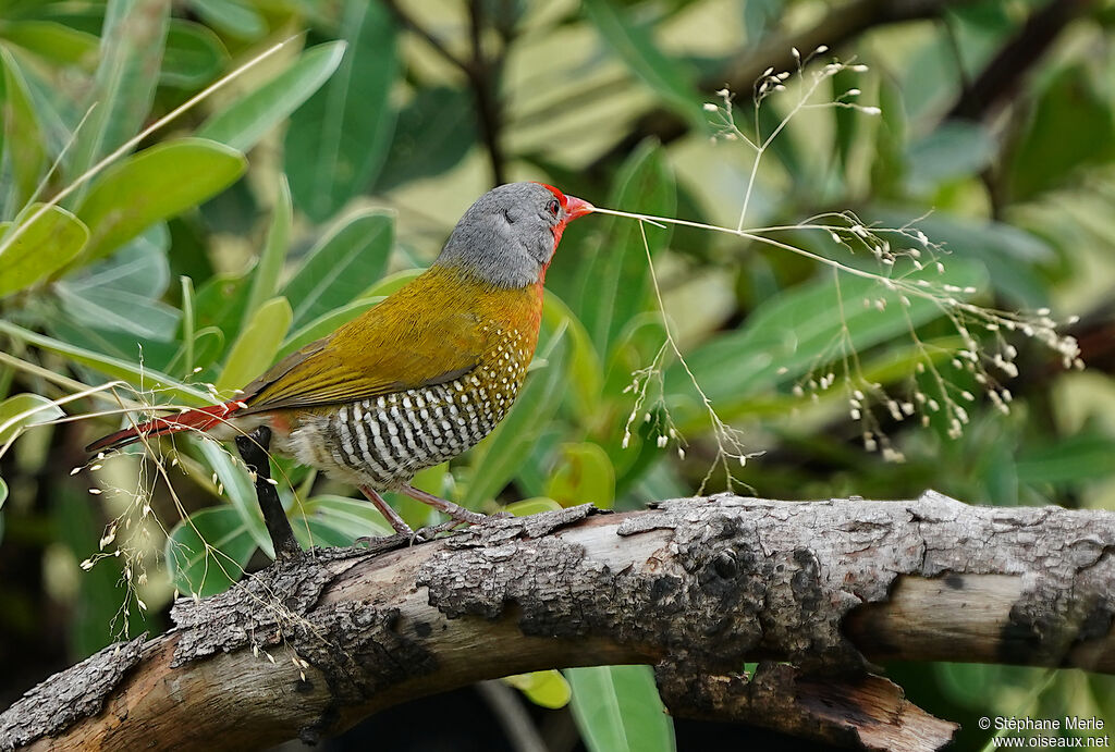 Green-winged Pytilia