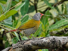 Green-winged Pytilia