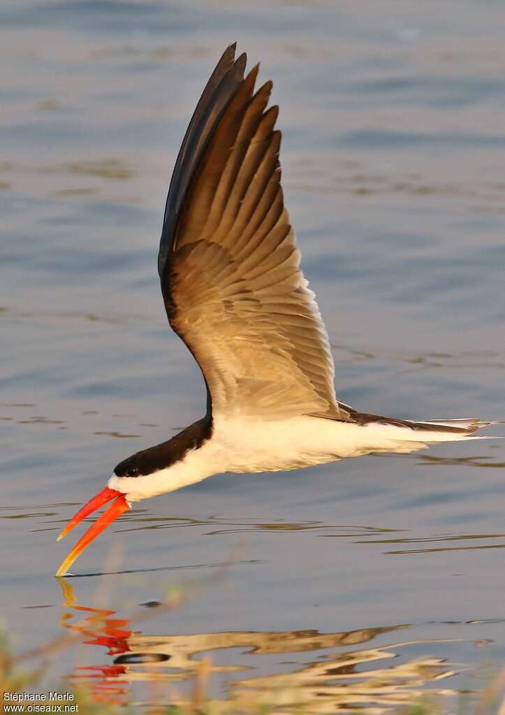 African Skimmeradult, Flight