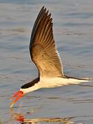 African Skimmer