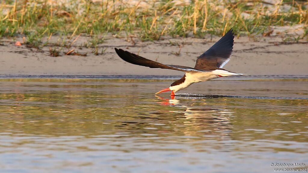 African Skimmer