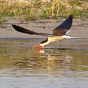 African Skimmer