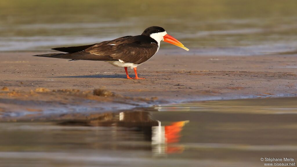 African Skimmer