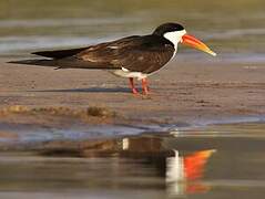 African Skimmer