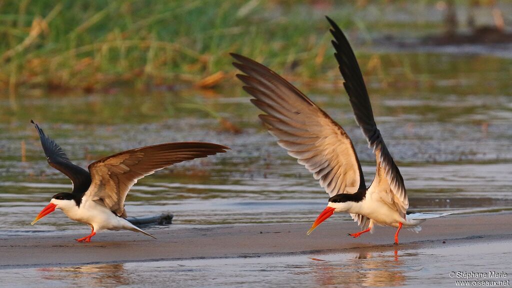 African Skimmer