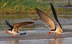 African Skimmer