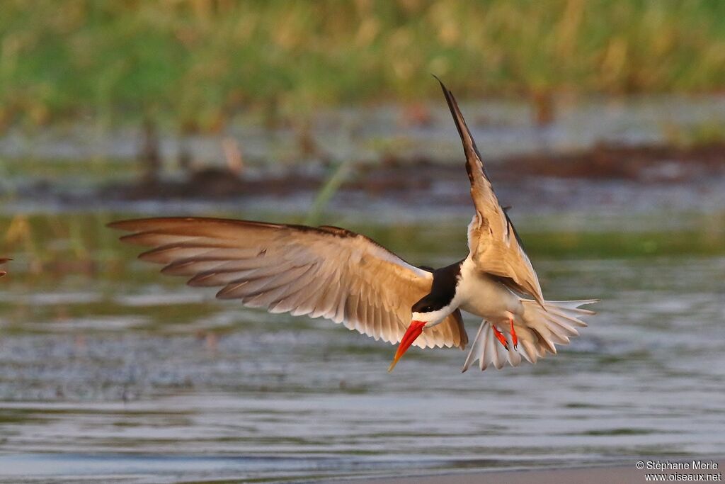 African Skimmeradult