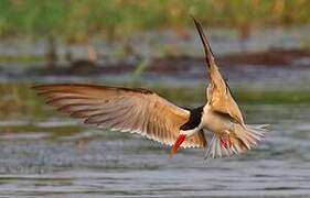 African Skimmer