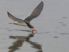 Black Skimmer