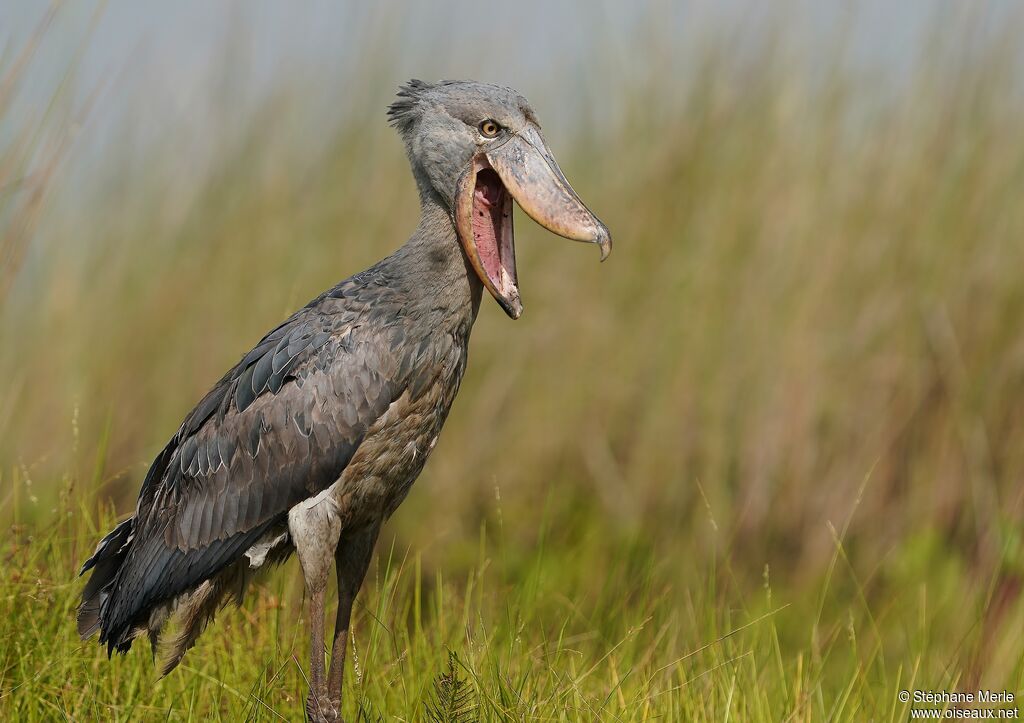 Shoebill