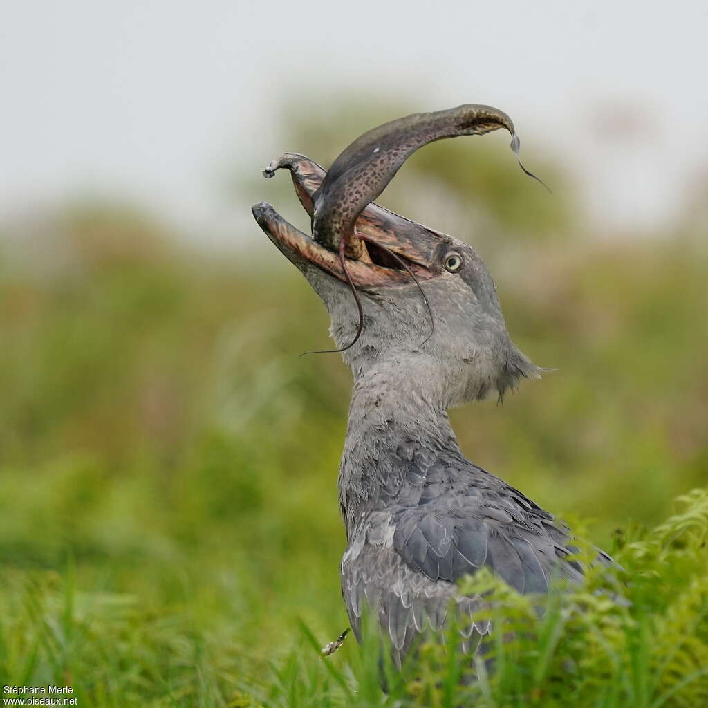 Shoebilladult, feeding habits, eats