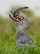 Shoebill