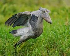 Shoebill