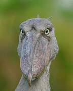 Shoebill