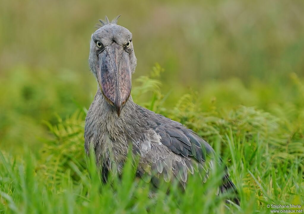 Shoebill