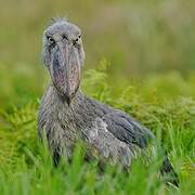 Shoebill