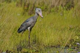 Shoebill