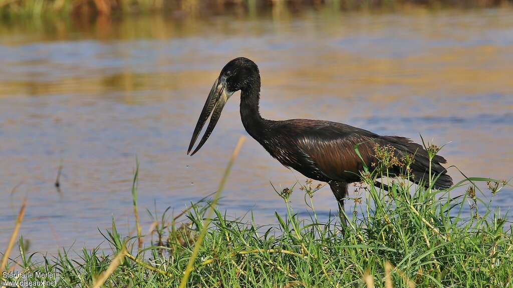 African Openbilladult, habitat, pigmentation