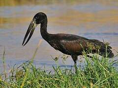 African Openbill