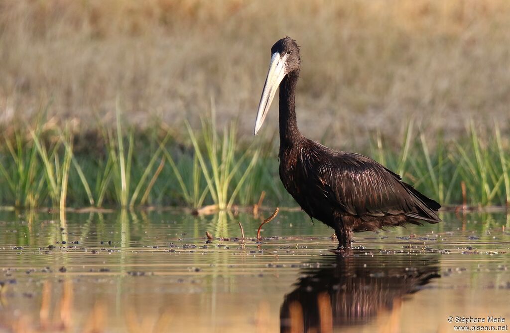 African Openbill