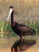 African Openbill