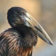 African Openbill