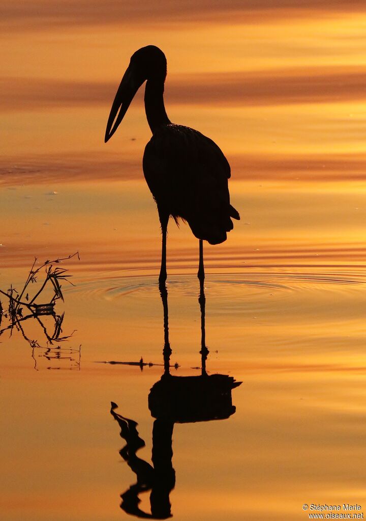 African Openbill