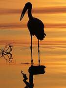 African Openbill