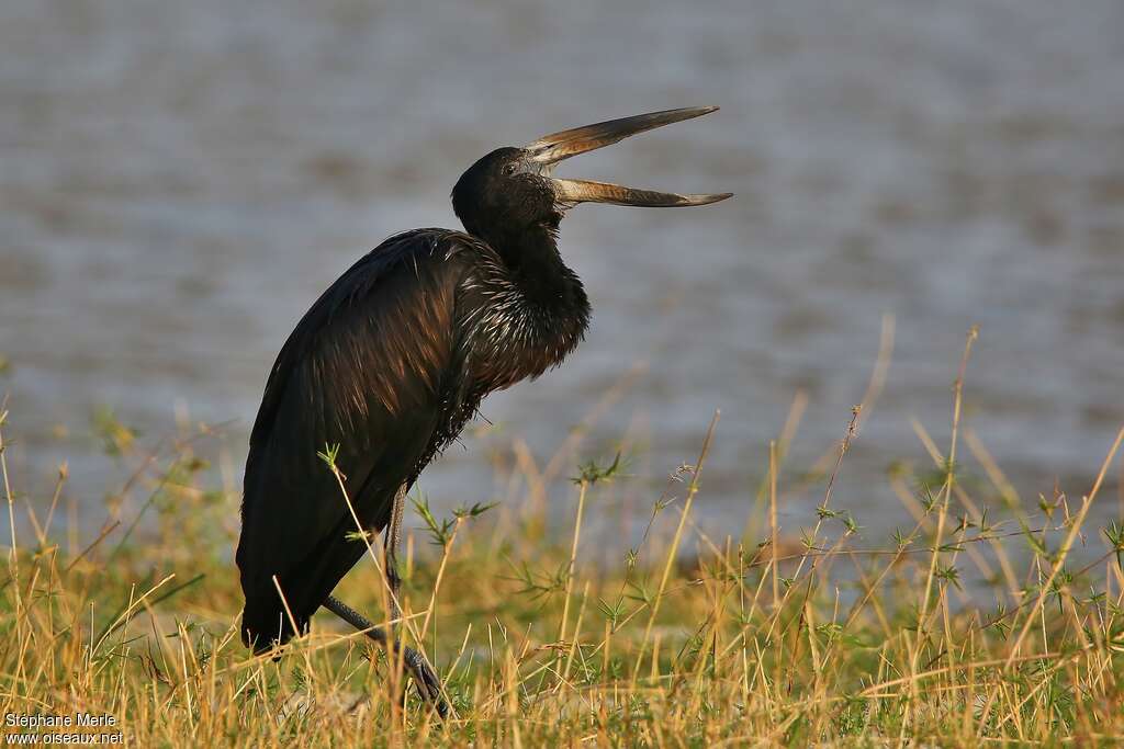 African Openbilladult, pigmentation, Behaviour