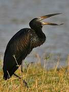 African Openbill