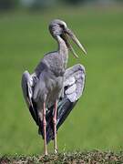 Asian Openbill