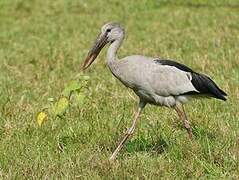 Asian Openbill