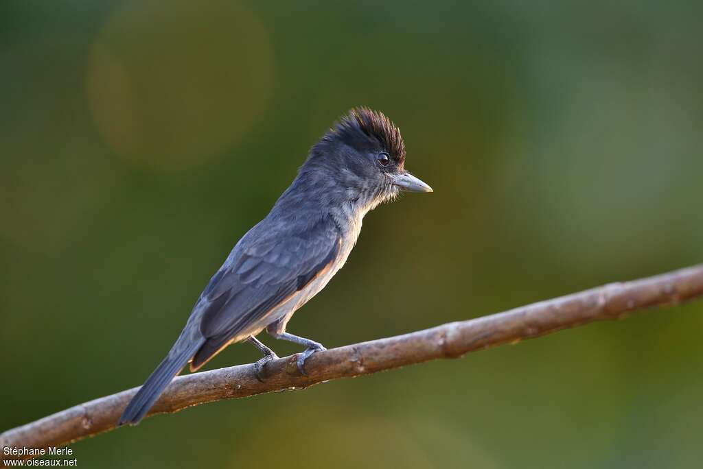 Rose-throated Becard male adult