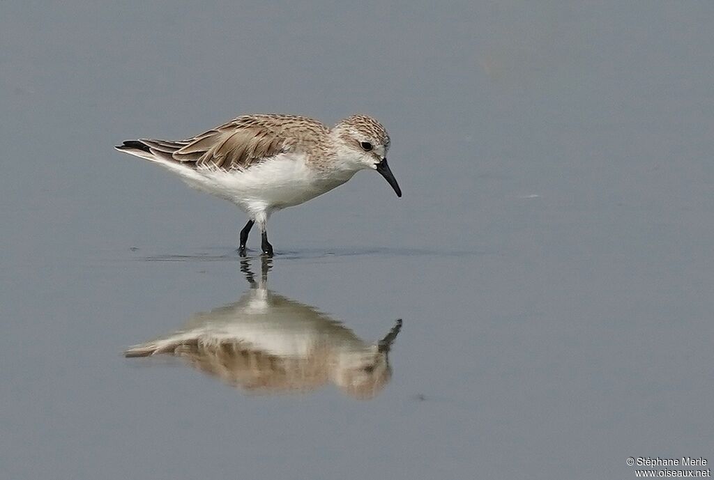 Red-necked Stintadult post breeding