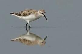 Red-necked Stint