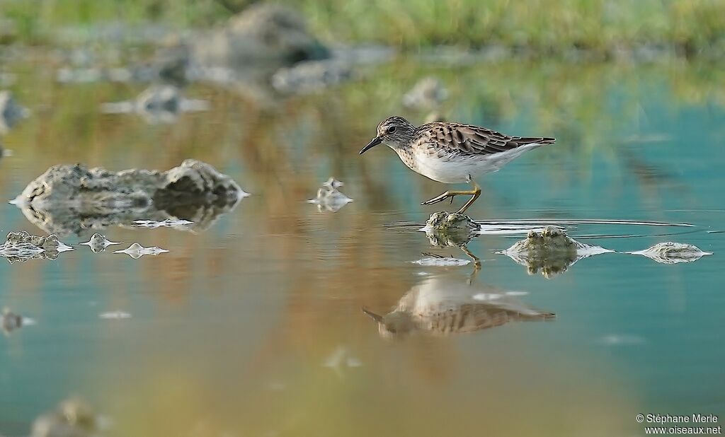 Long-toed Stintadult post breeding