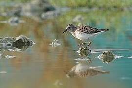 Long-toed Stint